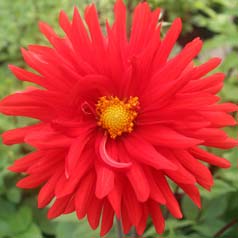 Dahlia Cactus 'Berger Record'